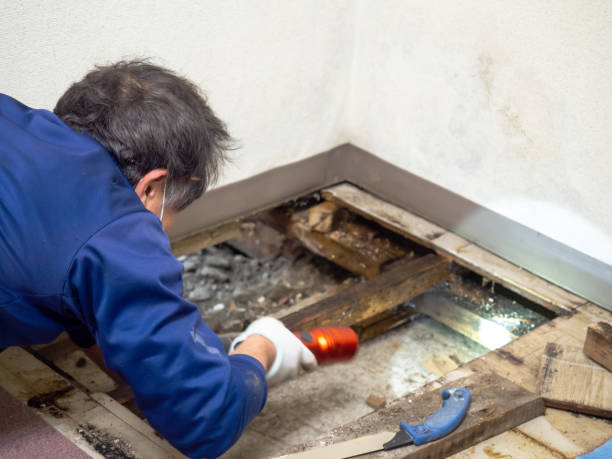 Best Mold Remediation for Specific Building Types in St Paul Park, MN