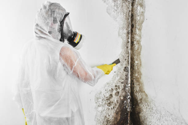 Best HVAC Mold Remediation in St Paul Park, MN