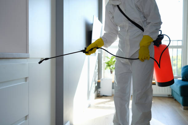 Best Attic Mold Remediation in St Paul Park, MN