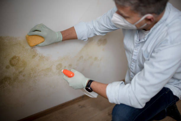 Best Crawl Space Mold Remediation in St Paul Park, MN