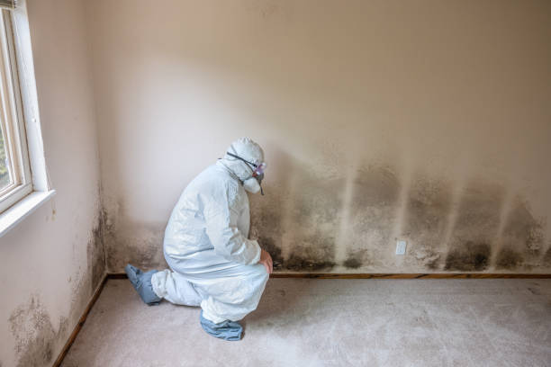 Best White Mold Remediation in St Paul Park, MN