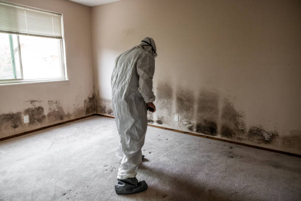 Best Basement Mold Remediation in St Paul Park, MN