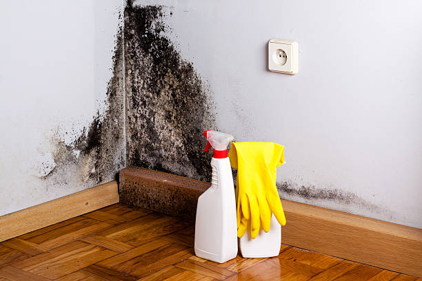 Best Kitchen Mold Remediation in St Paul Park, MN
